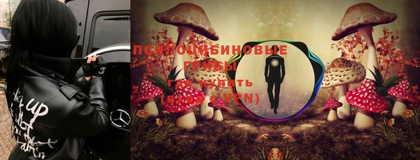 стафф Алзамай